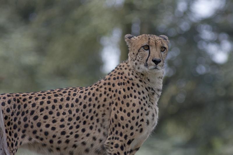 Cjp_2011_08_02_075222 (2).jpg